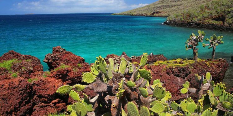 Difference between an island-hopping tour and a cruise in the Galápagos ...